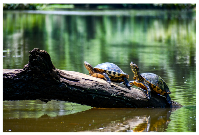Canales de Tortuguero